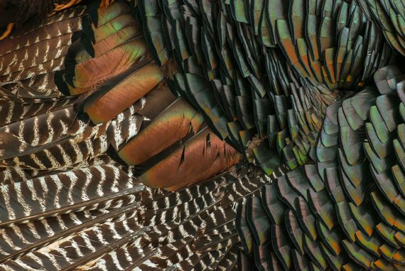 Fascinating Feathers